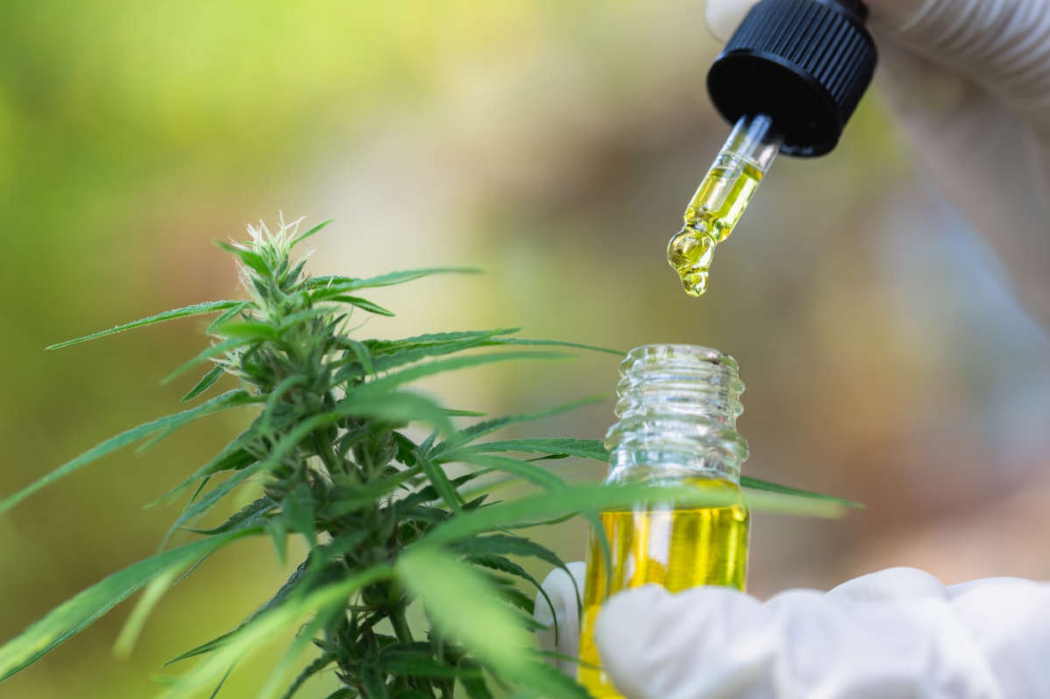 Chanvre et cannabis comprendre la véritable différence entre deux — free download